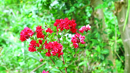 花朵在花园里开花的花朵视频