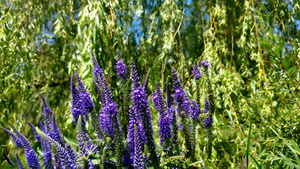 花园里的紫丁香9秒视频