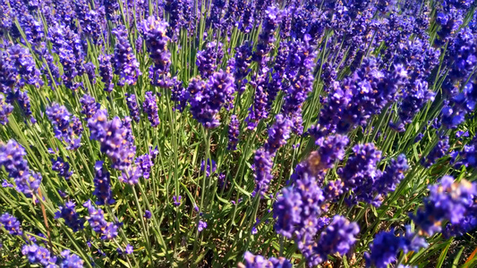 在风中摇摆着蜜蜂在熏衣草花上工作她喜欢吃香草花视频