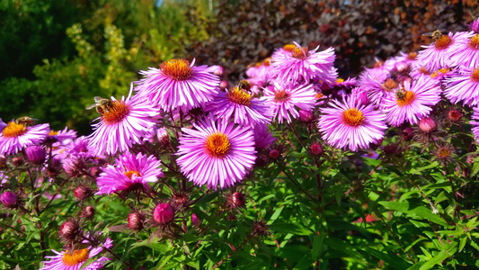 花园里有美丽的鲜花和蜜蜂视频