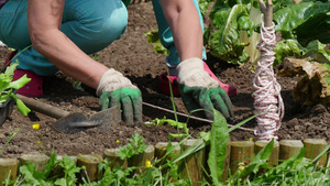 妇女在花园里种植沙拉43秒视频