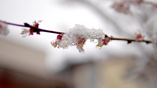 盛开的花园里的雪慢动作模糊背景上的自由空间使用选择性视频