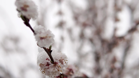 春雪覆盖在树枝上电影Dof拍到的景象视频