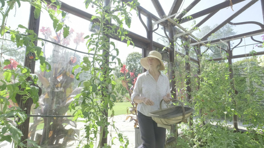 高级女性在她的温室园艺视频