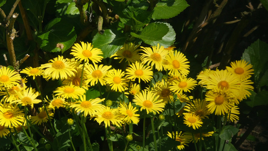 花园里的黄色花朵视频