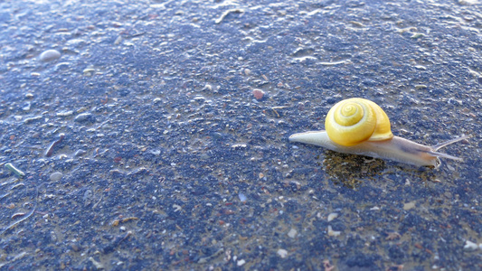 带花环的蜗牛走过一条路视频