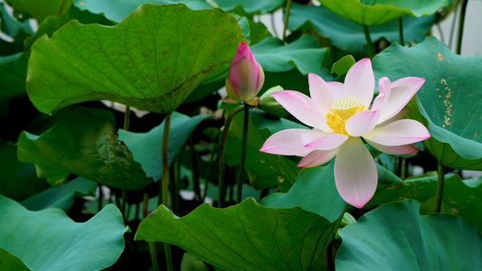 夏季荷花 合集视频