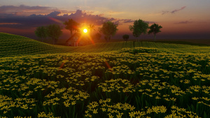 日落时徒步向黄黄色的绿花田前进20秒视频