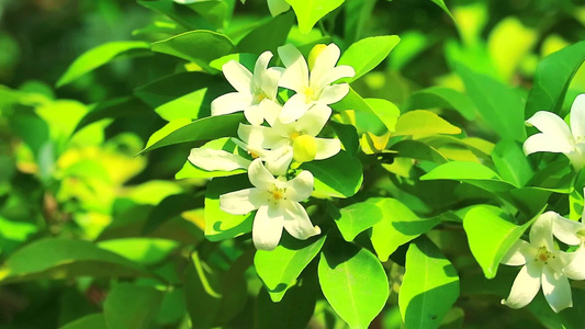 花朵开花释放香味来吸引昆虫的食香野草瓷器箱树和视频