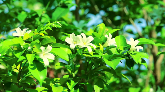 安达曼缎木花在雨中开花放香引虫视频