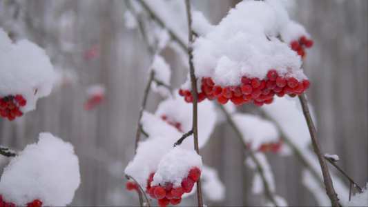 雪下红蓝莓关闭4k视频视频