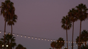 装饰凝视的花环灯棕榈树剪影傍晚的天空13秒视频