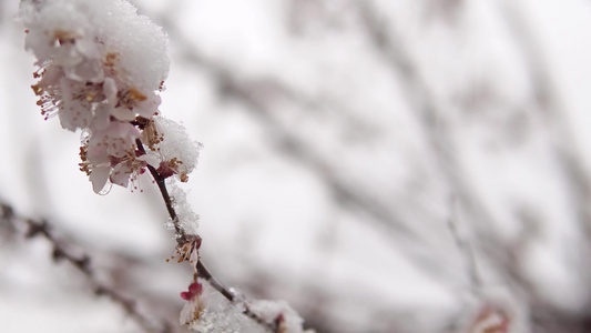 盛开的花园里的雪慢动作模糊背景上的自由空间使用选择性视频