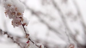 雪中梅花樱花15秒视频