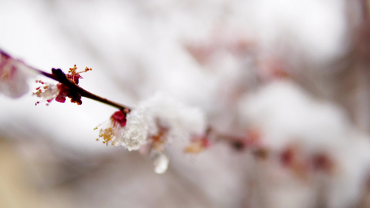 春雪覆盖在树枝上电影Dof拍到的景象视频