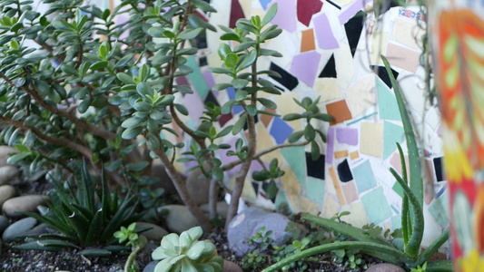 花盆里的多肉植物美国加利福尼亚州的园艺五颜六色的陶罐视频
