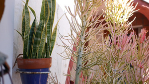花盆里的多肉植物美国加利福尼亚州的园艺五颜六色的陶罐11秒视频