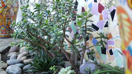 花盆里的多肉植物美国加利福尼亚州的园艺五颜六色的陶罐视频