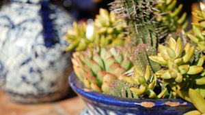 花盆里的多肉植物美国加利福尼亚州的园艺五颜六色的陶罐7秒视频