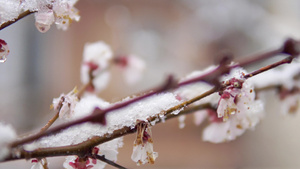 春天樱花16秒视频