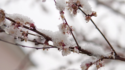 春天的樱花树上下雪气候变迁电影Dof小狗视频