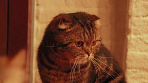 孤独的苏格兰卷猫12秒视频