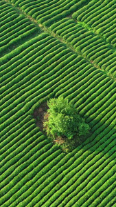 高空航拍茶园茶山素材春茶节视频