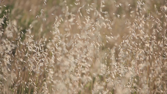 风向移动的Alfalfa田地4视频