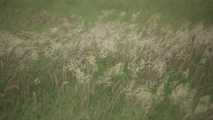 夏季风风移动的种植田13秒视频