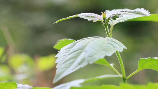 苦草或青草和清晨的阳光视频