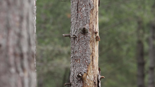 森林松树上觅食的松树视频