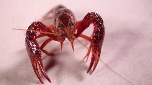 黑壳污染小龙虾食品安全视频