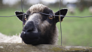 小羊在栅栏上坚持着鼻子寻找食物6秒视频