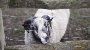 有角的黑白羊从栅栏里伸出鼻子8秒视频
