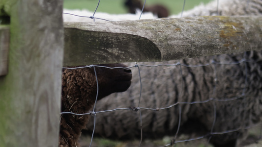 穿着灰色大衣的小女孩通过木头和铁丝栅栏喂一只棕羊羔视频