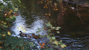 在森林中间的河流上与潮水对冲而游泳的鸭子8秒视频