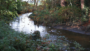 在河水中游荡的鸭子周围是厚厚的树叶7秒视频