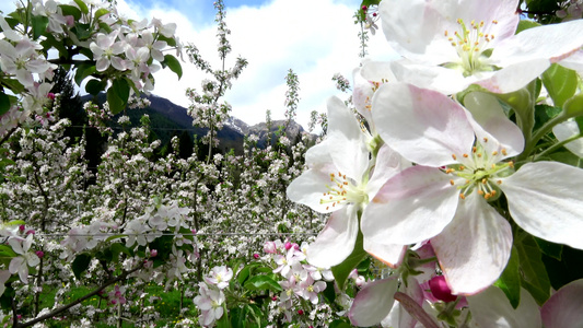 苹果花以杏仁形式开花视频