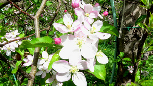 苹果花以杏仁形式开花6秒视频