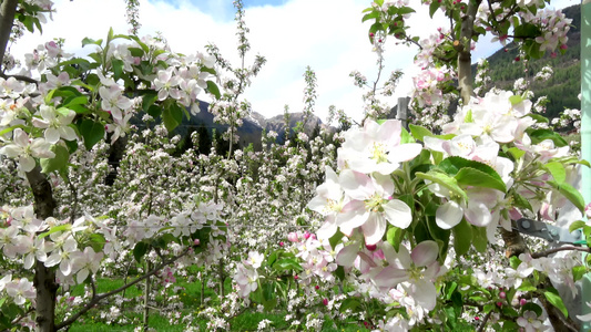 苹果花以杏仁形式开花视频