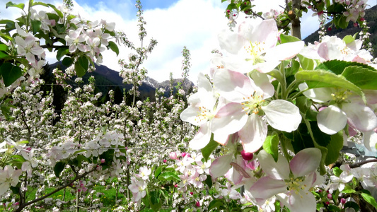 苹果花以杏仁形式开花视频