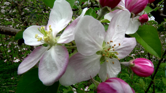 苹果花以杏仁形式开花视频