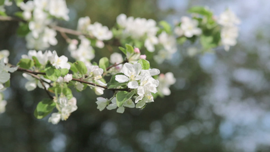 苹果树花花瓣视频