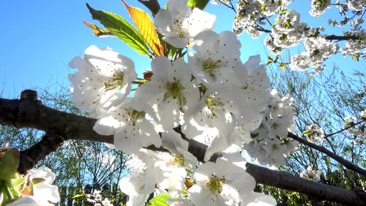 苹果花以杏仁形式开花视频