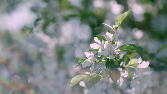 在阳光明媚的花园里开花的苹果树关闭春天果园盛开的树枝视频