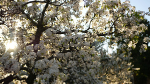 春天的白色樱花树18秒视频