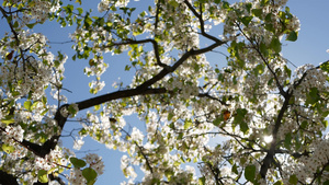 樱桃树加利福尼亚美国春天白色开花梨苹果或杏的娇嫩樱花19秒视频
