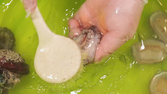 小海鲜鲍鱼处理清洗去内脏视频