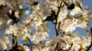 樱桃树加利福尼亚美国春天白色开花梨苹果或杏的娇嫩樱花10秒视频