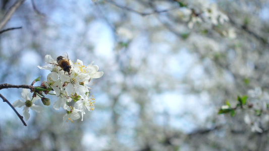 雄蜂在树的花朵上采集蜂蜜蜜蜂在树的白花上爬行视频
